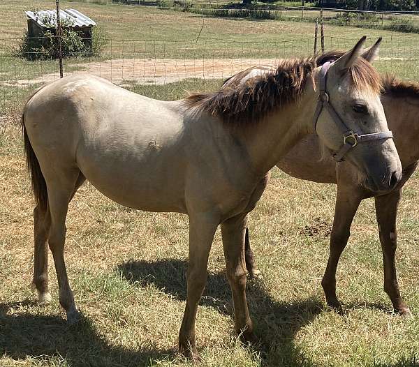 buckskin-white-spotted-blanket-on-hips-horse