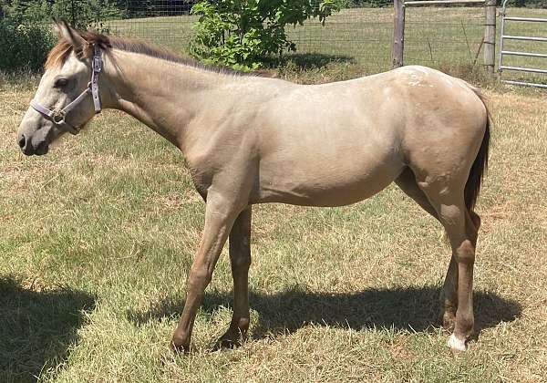 white-spotted-blanket-on-hips-horse