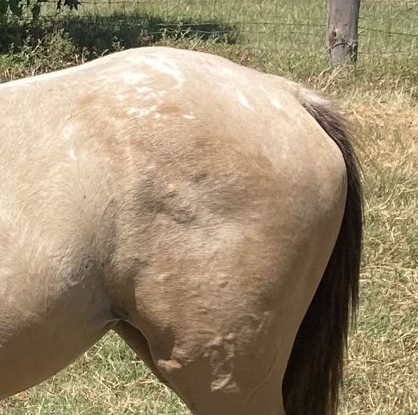 highway-appaloosa-horse