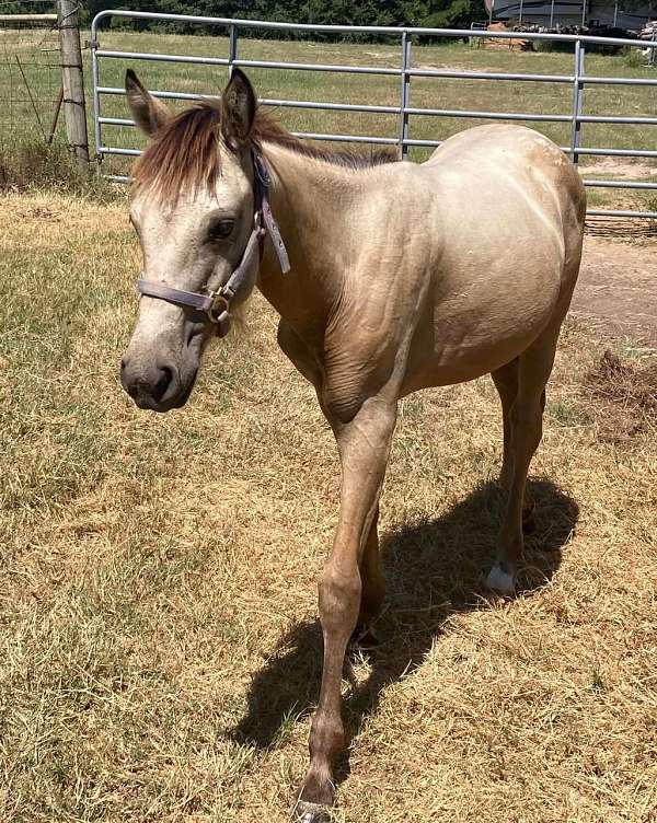 logs-appaloosa-horse