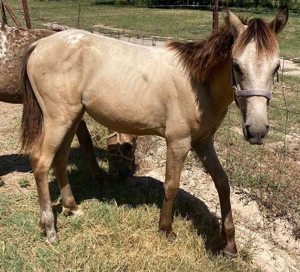 star-appaloosa-horse