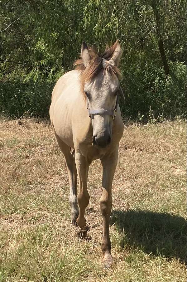 texarkana-appaloosa-horse