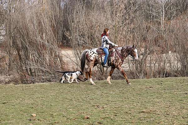 hunt-seat-equitatio-gelding