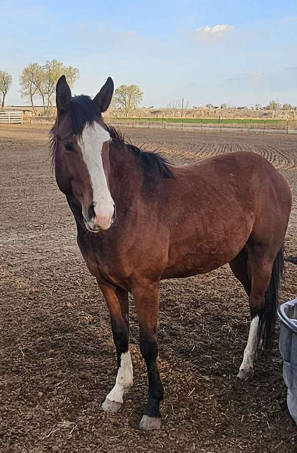 bay-full-blaze-3-white-socks-horse