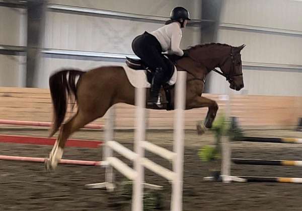 dressage-show-canadian-warmblood-horse