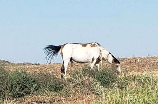 white-with-chestnut-horse