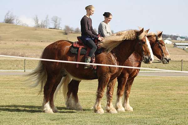 team-belgian-horse