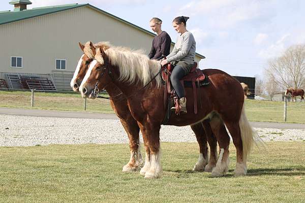draft-belgian-horse