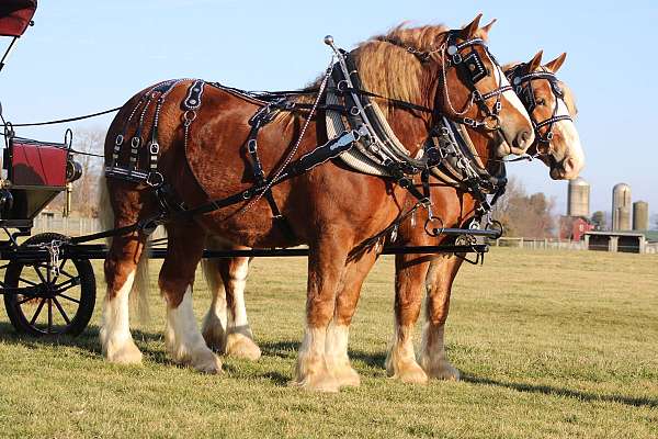 beginner-safe-belgian-horse