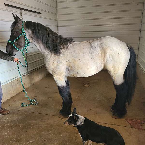 ranc-friesian-horse