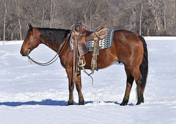 ranch-work-quarter-horse
