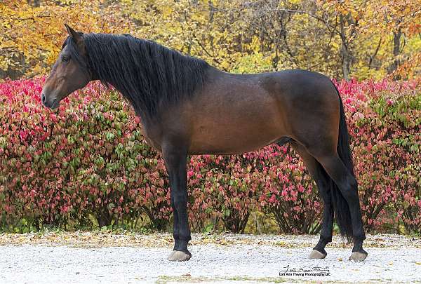 bow-andalusian-horse