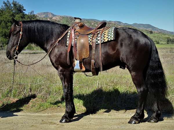 beginner-friendly-friesian-horse