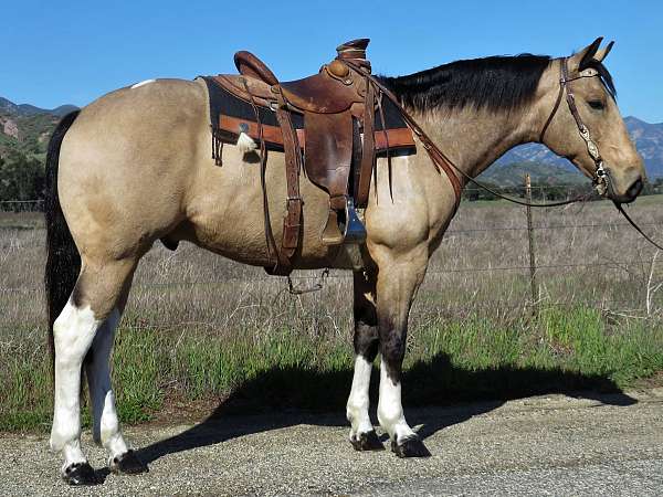 buckskin-white-sox-horse