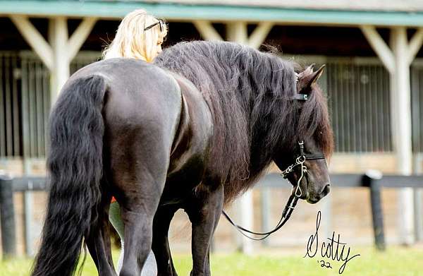 amateur-tennessee-walking-horse