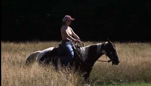 ridden-western-spotted-saddle-horse