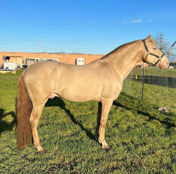 perlino-andalusian-horse