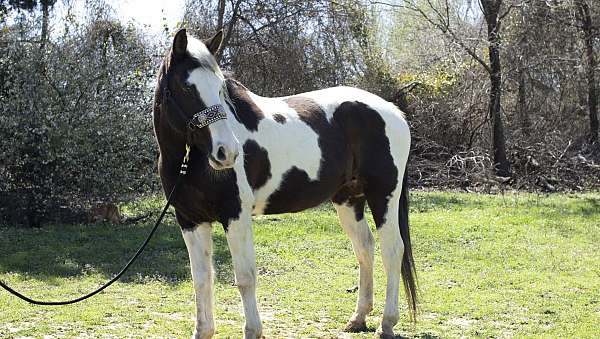 for-beginners-pinto-horse