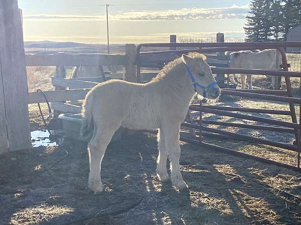 fjord-horse-for-sale