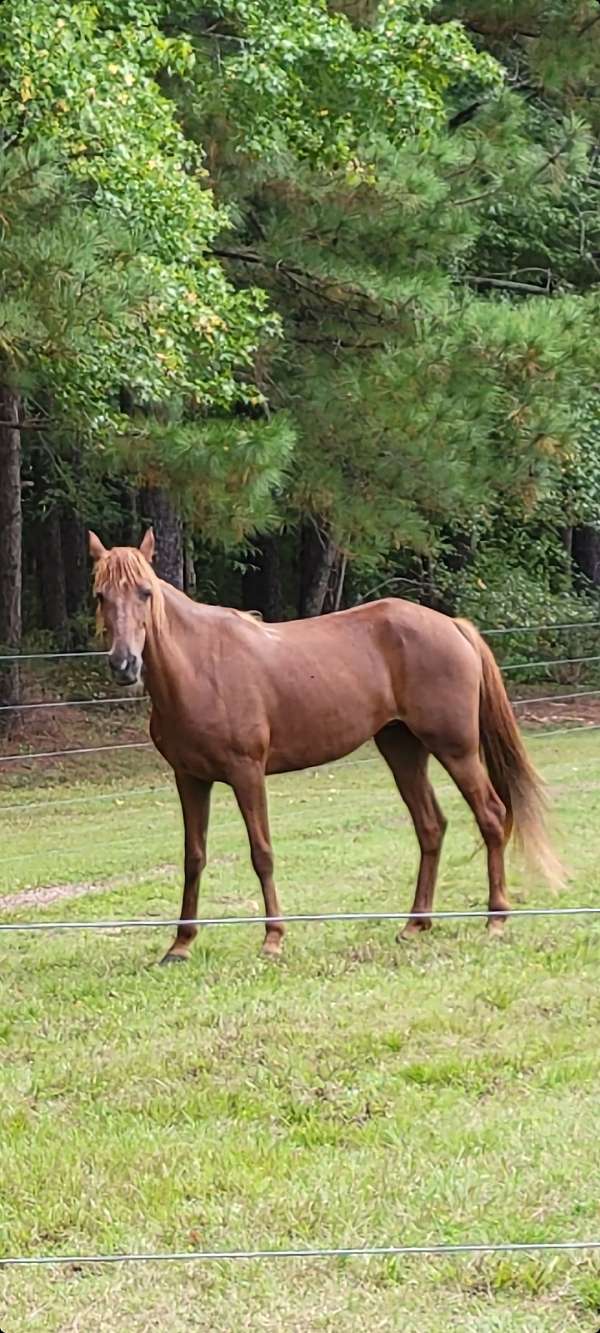 tennessee-walking-mare