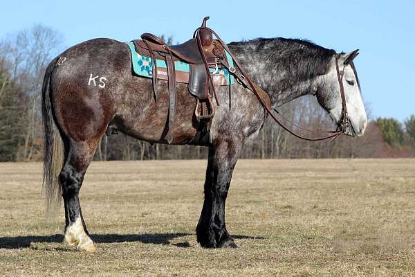 all-around-trail-riding-draft-horse
