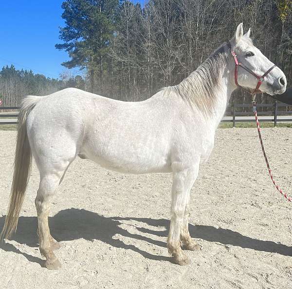 grey-quarter-horse-gelding