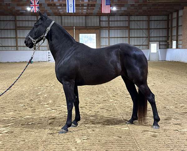 naturally-gaited-tennessee-walking-horse