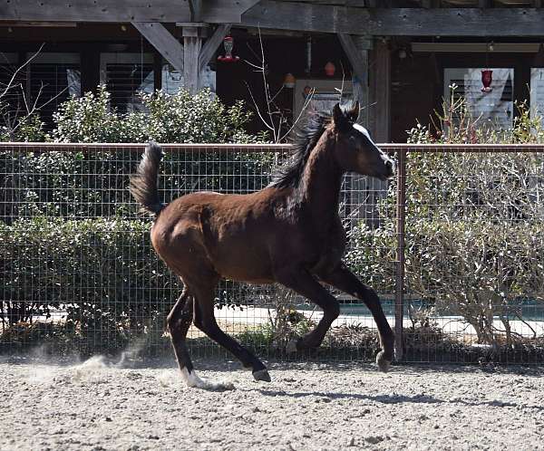 all-around-beginner-arabian-horse