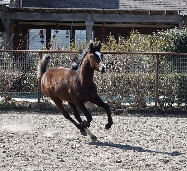 black-arabian-colt-mare
