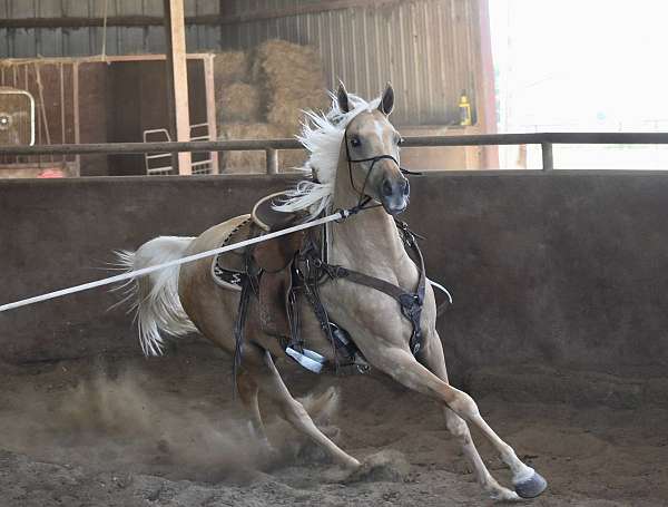 palomino-arabian-filly