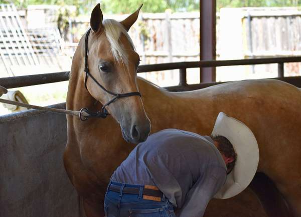 back-half-arabian-horse