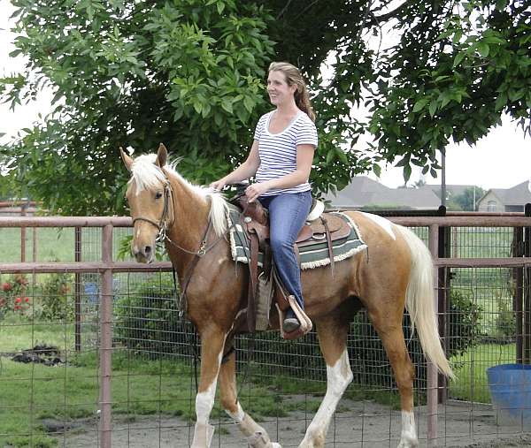 breeding-mare-saddlebred-horse