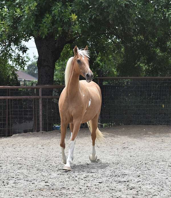 all-around-beginner-arabian-horse