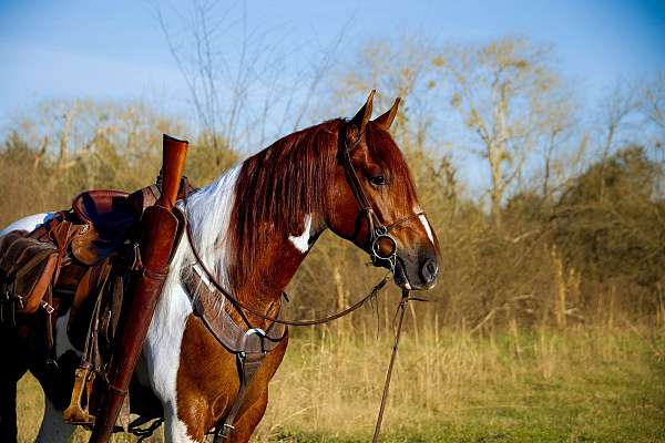 flying-lead-changes-missouri-fox-trotter-horse