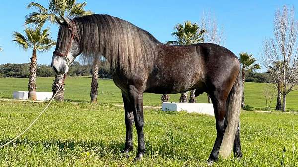 stallion-iberian-lusitano-horse
