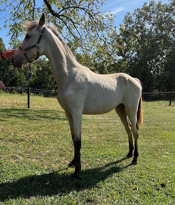 classic-buckskin-tennessee-walking-horse