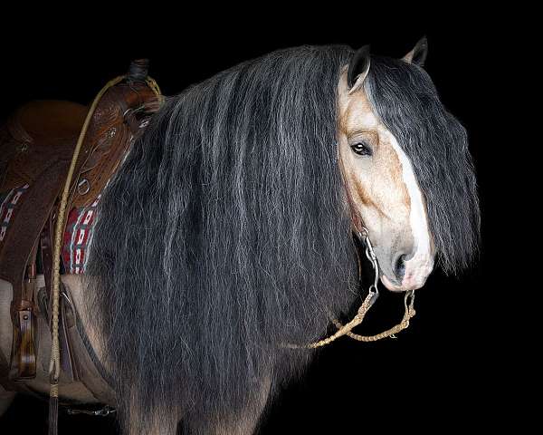 performance-gypsy-vanner-horse