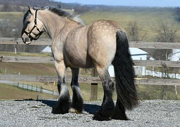 ridden-western-gypsy-vanner-horse