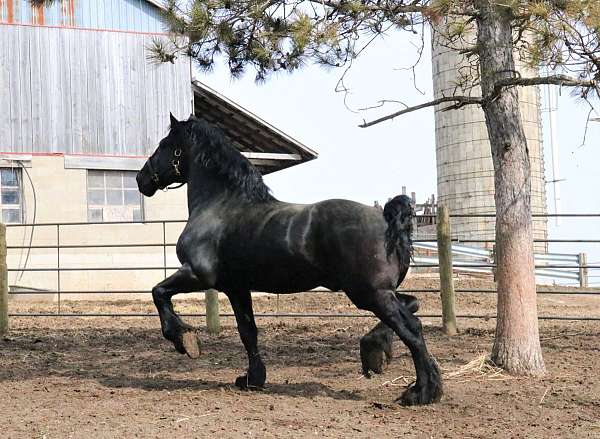 and-willing-percheron-horse