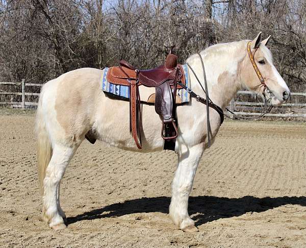 10-years-old-draft-horse