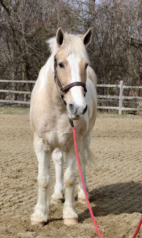 palomino-white-paint-with-a-blaze