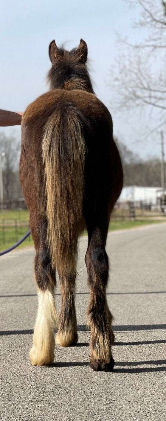 black-white-stocking-horse