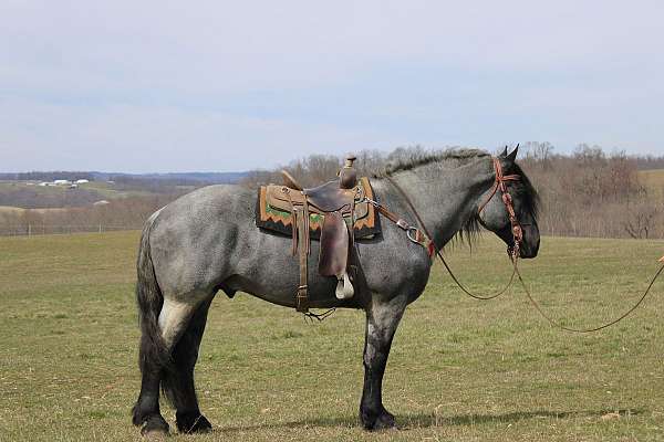 blue-roan-all-around-horse