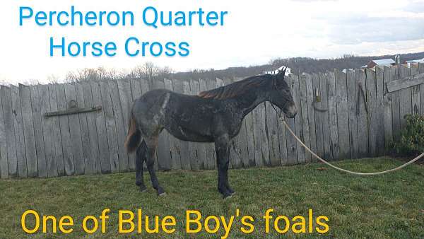blue-roan-stallion-horse