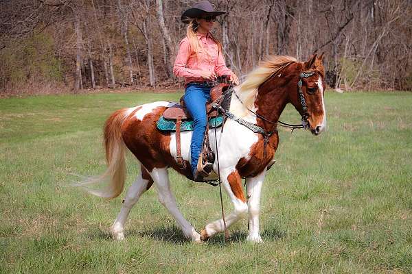 western-rid-spotted-saddle-horse