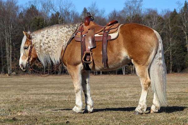 flaxen-mane-draft-haflinger-horse