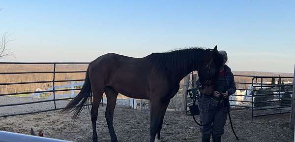 backs-standardbred-horse