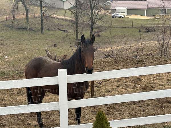 comes-standardbred-horse