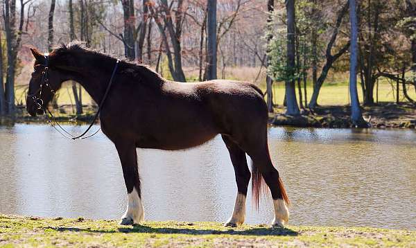 black-dutch-warmblood-mare