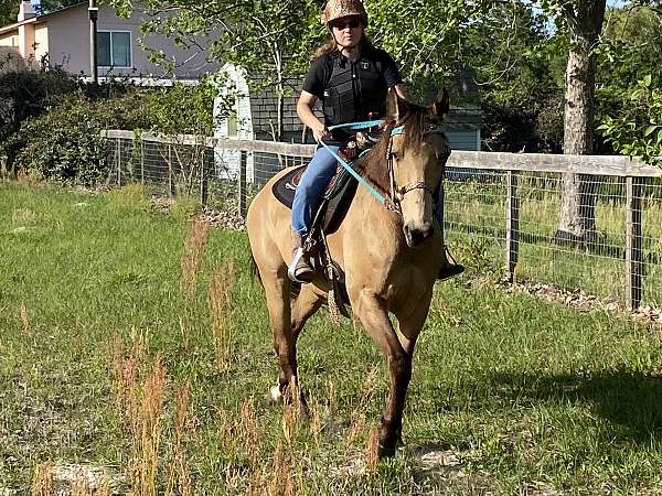 buckskin-trained-horse